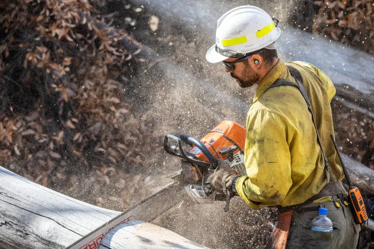 Worker cutting a tree with a chainsaw